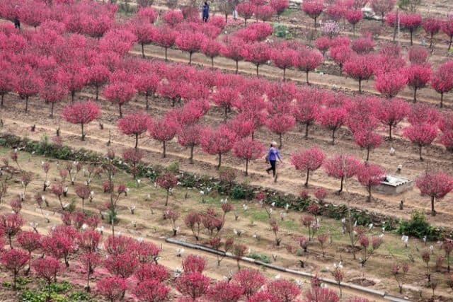 Vườn đào Nhật Tân ngày tết