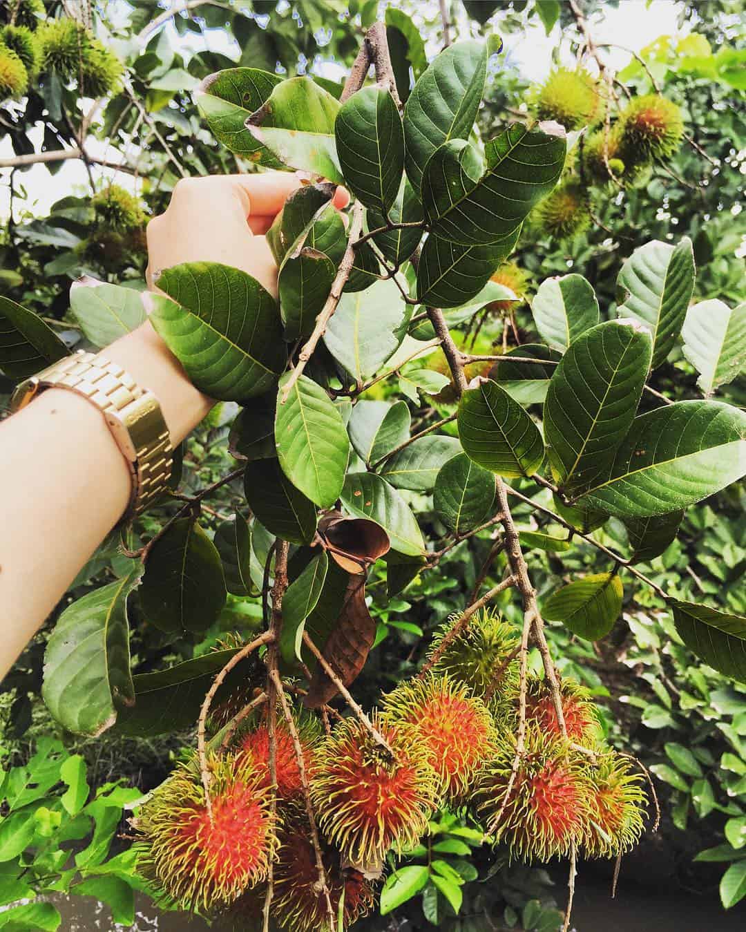 Cây trái tươi ngon được chăm sóc bởi người dân địa phương Cây trái tươi ngon được chăm sóc bởi người dân địa phương
