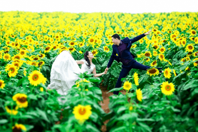 Cánh đồng hoa hướng dương Nghệ An địa điểm chụp ảnh cưới lý tưởng 01 Cánh đồng hoa hướng dương Nghệ An địa điểm chụp ảnh cưới lý tưởng 01