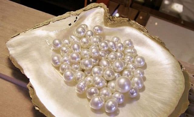Ngọc trai thật có hình dạng, kích thước không giống nhau