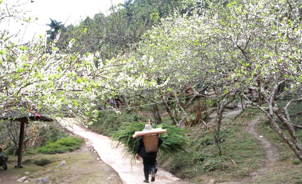 Cuộc sống giản dị ở Cổng trời Mường Lống 01