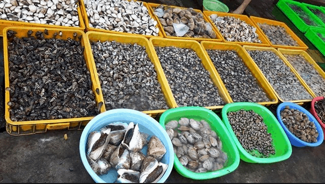Các loại ngao, sò, ốc đa dạng vùng biển