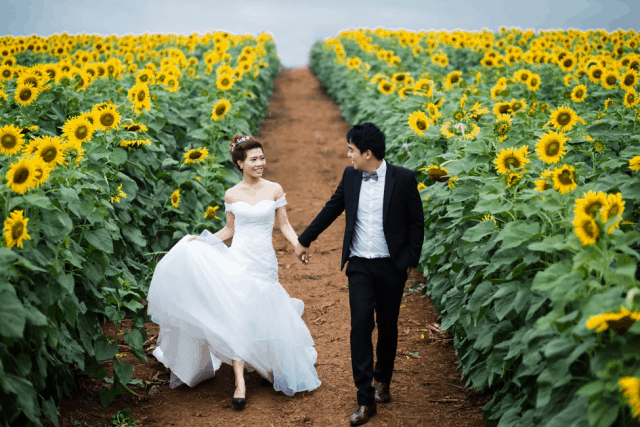 Cánh đồng hoa hướng dương Nghệ An địa điểm chụp ảnh cưới lý tưởng Cánh đồng hoa hướng dương Nghệ An địa điểm chụp ảnh cưới lý tưởng