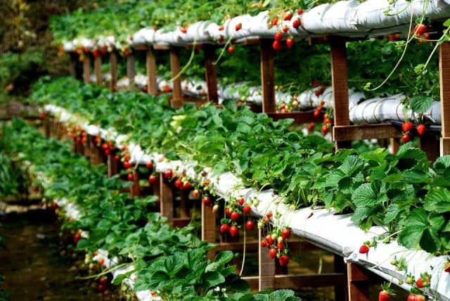 Vườn Dâu Tây - đặc sản Đà Lạt 