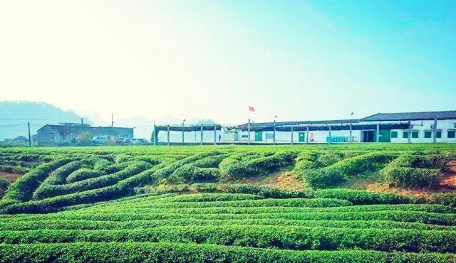 Đồi chè trái tim mộc sương