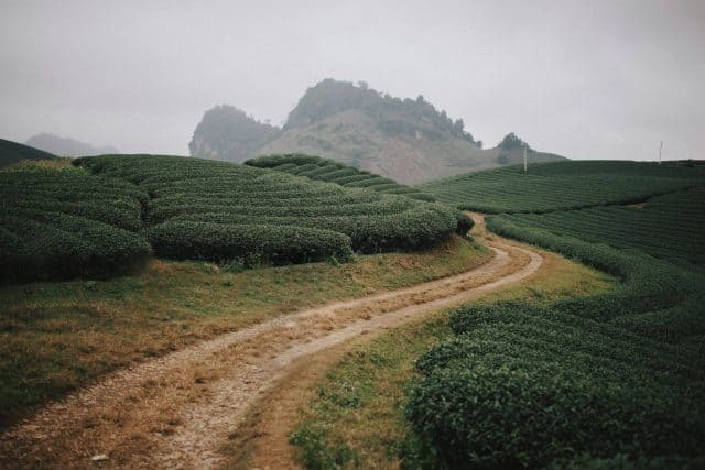 Đường lên đồi chè