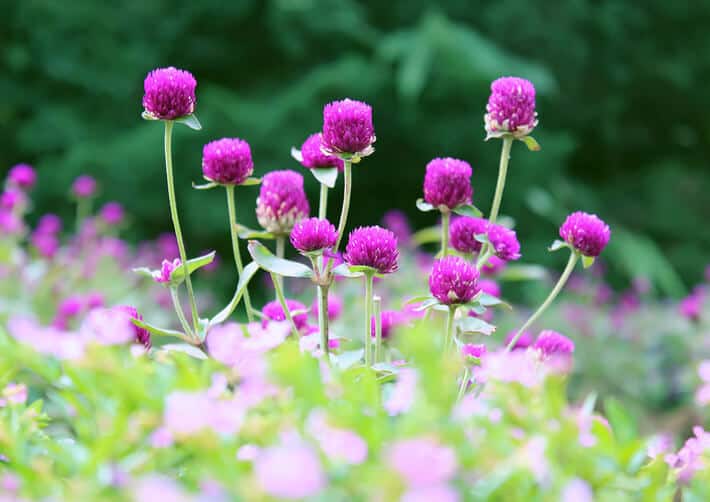 Những bông hoa rực rỡ ở Sapa