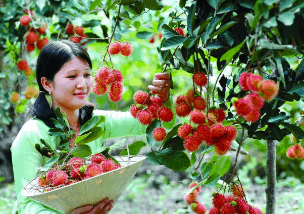 Du lịch Phong Điền Cần Thơ (Ảnh ST)