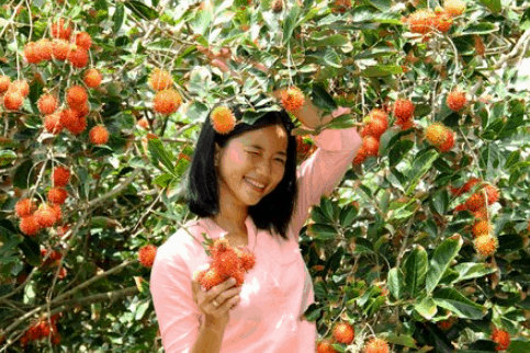 Vườn trái cây ở Phong Điền (Ảnh ST)