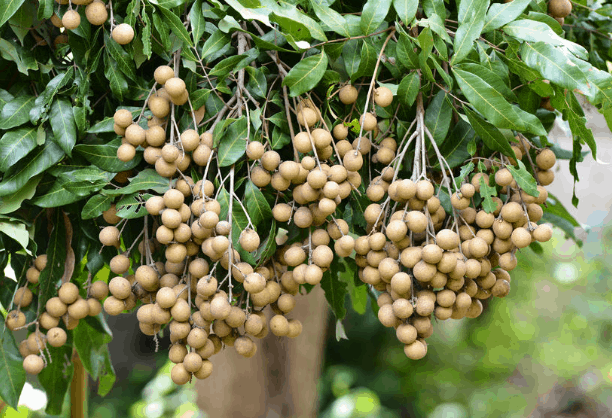 Nhãn da bò (Ảnh ST)