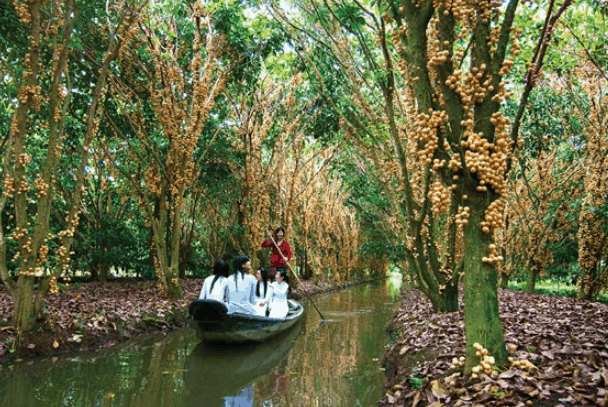 Chèo thuyền qua kênh rạch ở Cần Thơ (Ảnh ST)