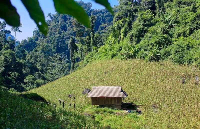 ngũ động bản ôn