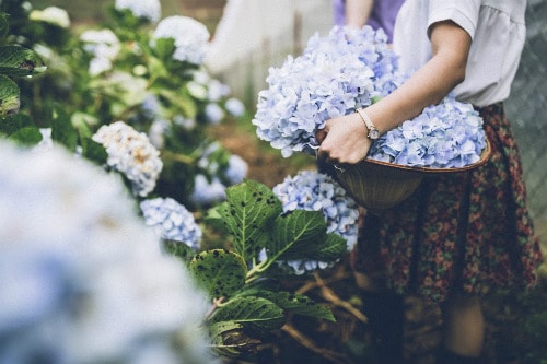 Hoa Cẩm Tú Cầu Đà Lạt 