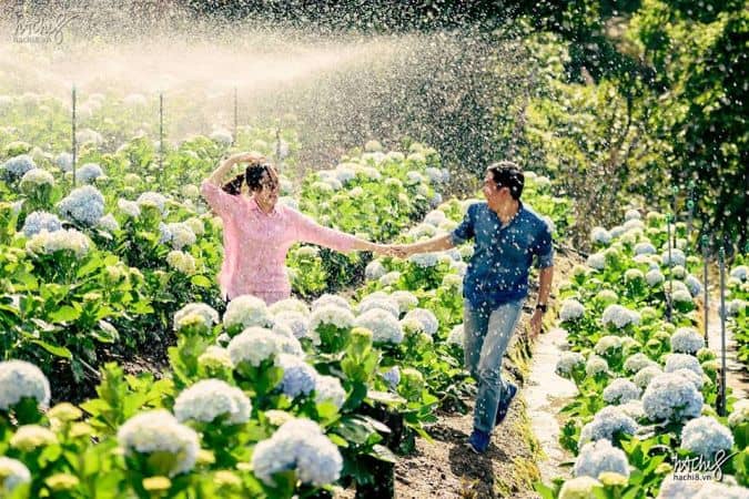 Hoa Cẩm Tú Cầu kiêu sa và xinh đẹp 
