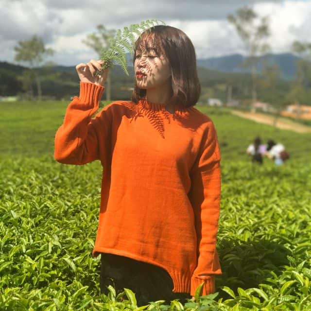 Đồi chè Cầu Đất 08