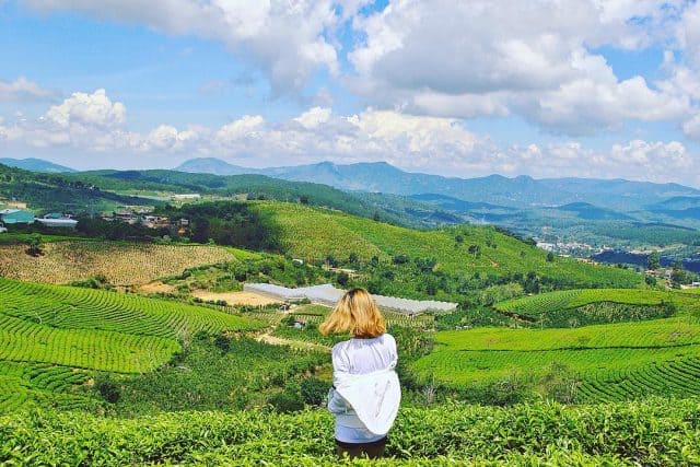 Đồi chè Cầu Đất 