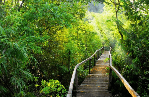 Đường dẫn vào vườn quốc gia Cát Tiên