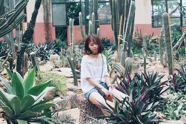 nhà kính xương rồng