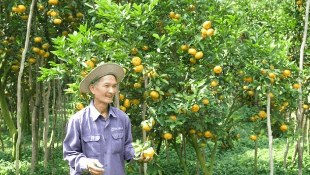Những trái cây lủng lỉu trên cành trông thật hấp dẫn Những trái cây lủng lỉu trên cành trông thật hấp dẫn