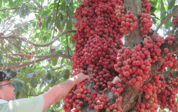 Vườn trái cây trĩu quả, ăn ngọt lịm Vườn trái cây trĩu quả, ăn ngọt lịm
