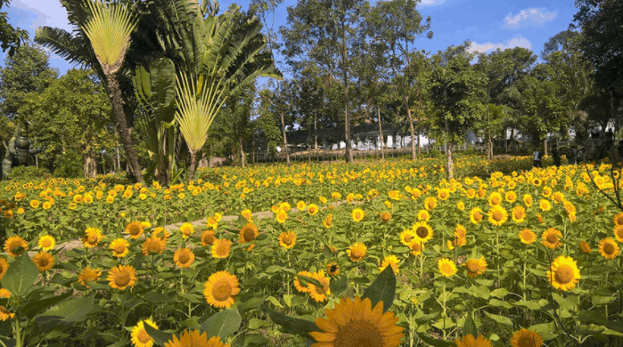 Vườn hướng dương trong khu du lịch