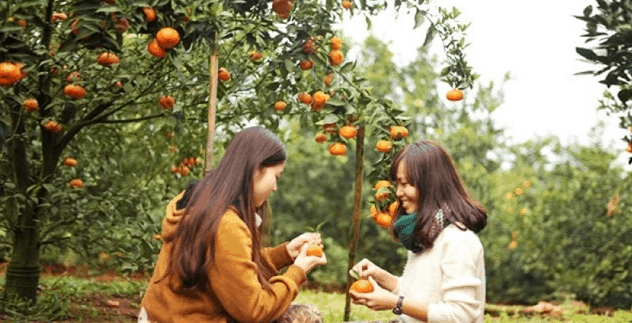 Bạn tha hồ thưởng thức trái cây ngon tại vườn Long Khánh