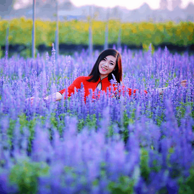 Cánh đồng hoa Salvia màu tím tại khu du lịch Bưu Long