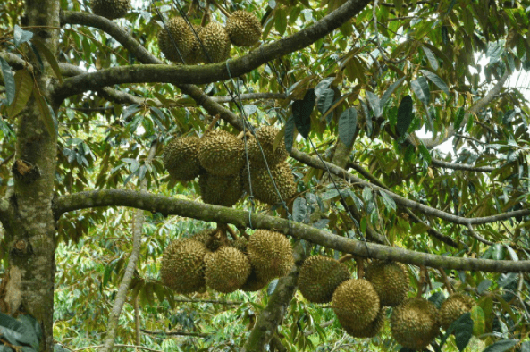 Chiêm ngưỡng những vòm cây trĩu quả tại Lái Thiêu