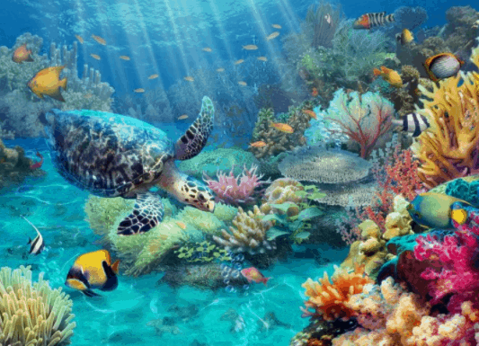 Hệ sinh thái biển Côn Đảo đa dạng với nhiều loài khác nhau Hệ sinh thái biển Côn Đảo đa dạng với nhiều loài khác nhau