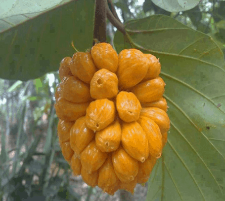 Mít tố nữ Lái Thiêu Mít tố nữ Lái Thiêu