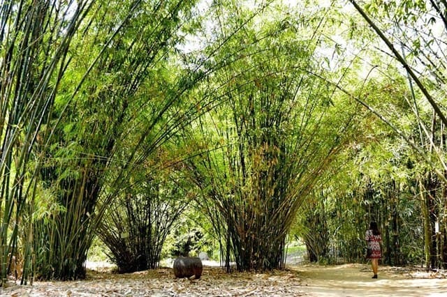 Những hàng tre xanh tại khu bảo tồn ở Phú An - Bình Dương