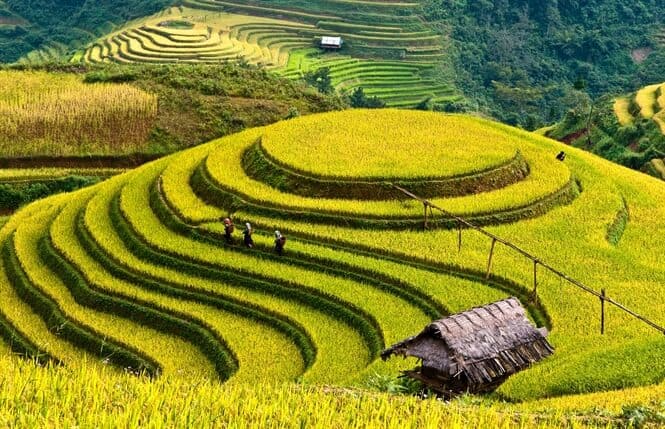 Ruong bac thang Tu Le o Mu Cang Chai