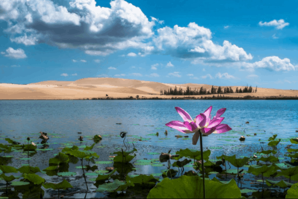 Những bông sen tô điểm cho Bàu Trắng