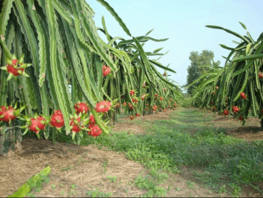 Những khu vườn thanh long trĩu quả