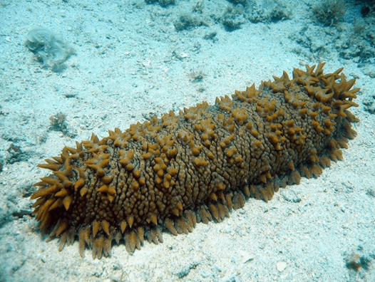 Hải sâm biển Phú Quốc