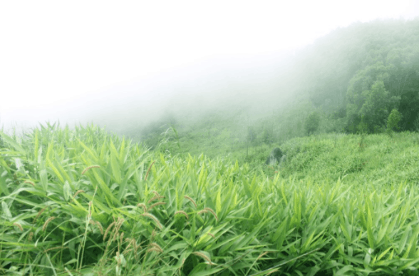 Khung cảnh mờ ảo trên núi Chứa Chan