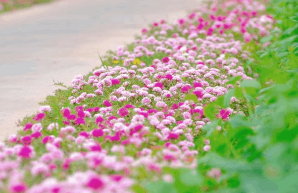 Ngẩn ngơ trước vẻ đẹp lung linh của đường hoa Nguyễn Văn Trị Ngẩn ngơ trước vẻ đẹp lung linh của đường hoa Nguyễn Văn Trị