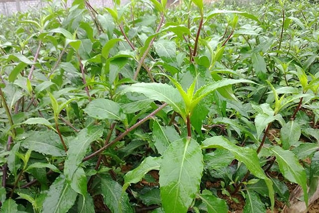 Rau rừng luộc và xào tỏi là 2 món phổ biến nhất (Ảnh ST)