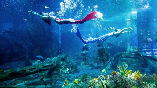 Các nàng tiên cá bơi trong thủy cung của Vinpearl Land (Ảnh ST)