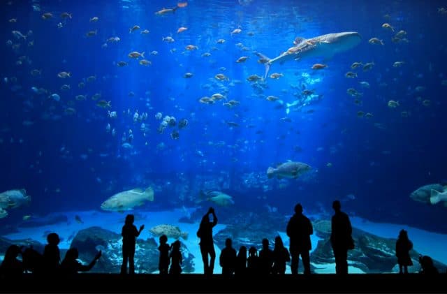 Thủy cung tuyệt đẹp ở Vinpearl Land (Ảnh ST)