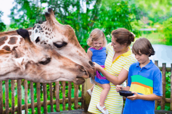 Đến Vinpearl Safari tham quan vườn thú bán hoang dã tại Việt Nam