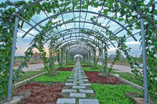 Khu vườn rau sạch