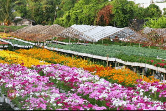 Sa Đéc ngập tràn sắc hoa