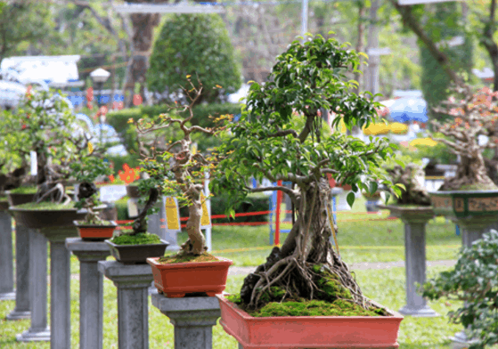 Vườn cây kiểng Thanh Tâm