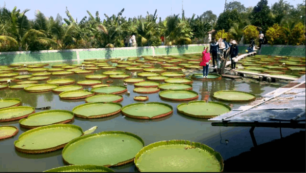 Lá sen khổng lồ ở chùa Phước Kiển