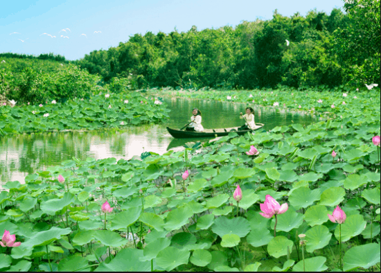 Hồ sen bạt ngàn 