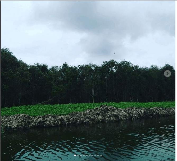 rừng tràm rừng tràm