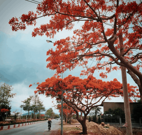 Cảnh bên đường cứ gọi là quá đẹp luôn (sưu tầm) cung đường phượt sài gòn vũng tàu