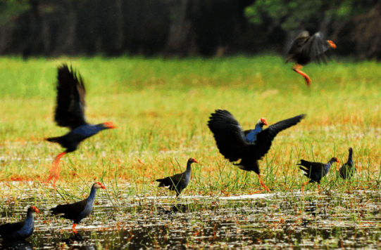 Tại KDL Gáo Giồng có nhiều loài chim khác nhau Tại KDL Gáo Giồng có nhiều loài chim khác nhau