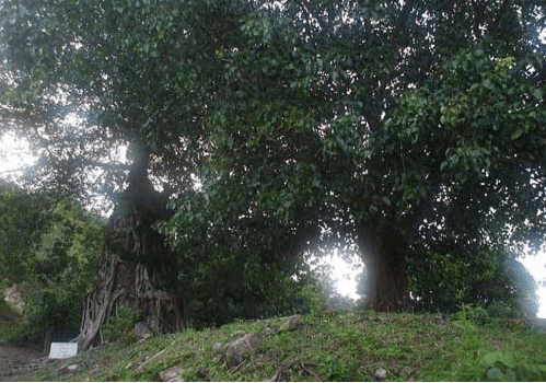 Không gian xung quanh chùa